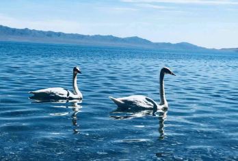 新疆赛里木湖+果子沟一日游（散拼小团自驾环湖深度游）【6人团---VIP环游赛里木湖（不换车环湖游)，游览果子沟大桥全景，拒绝紧凑打卡，好好享受美好假期。】