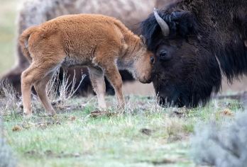 美国+黄石国家公园私享行-盐湖城往返-三进黄石三.日深度游【专业行程定制，精选热门景点，高效游玩不走回头路，贴心服务保障，轻松】