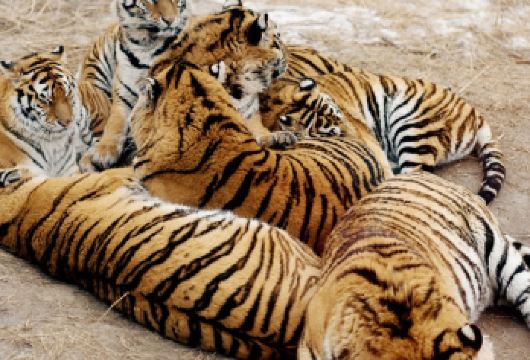 哈工大博物馆+哈工大航天馆+东北虎林园一日游【15人小团】【品牌讲解+预约+上门接送】