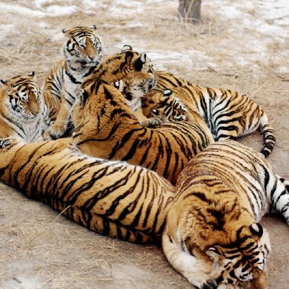 哈工大博物馆+哈工大航天馆+东北虎林园一日游【15人小团】