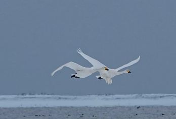 【2-8人团】天鹅湖+布鲁维斯+小渔村海草房+华星桥跨海公路【[2-8人团]精致小团，赠送喂大天鹅粮，轻松出行，不起早，不晚归，全程纯玩无购物，无自费。】