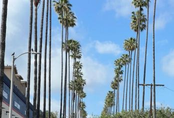 美国洛杉矶比佛利山庄+格里菲斯天文台+盖蒂中心-市区景点爽玩【专属客服和本地中文司机，一家一团包车】