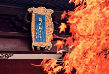 总统府+栖霞山半日活动【栖霞红枫染秋霜，金陵醉美金秋时】【一年一度栖霞山最佳观赏时节】