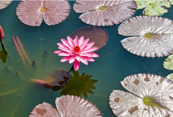 小众潼湖生态田园线+潼湖国家湿地+黄屋村+墨园村【原生态风光和田园乐趣为核心+亲子游乐】