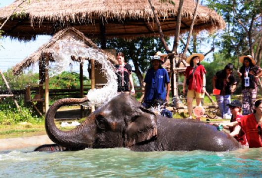 曼谷大象营半日游【限时特惠|大象喂食|洗澡|制作大象美食】【与大象来次亲密接触，喂大象，大象洗澡 ，带你近距离大象接触，共度美好亲子时光！】