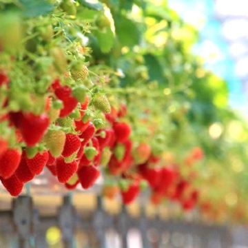 冈山美食+草莓采摘+濑户内海美景一日游｜大阪梅田出发