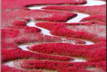 【天天发团】沈阳起止高铁-盘锦红海滩一日游【下单即发团，高铁往返，时间安排合理，游览时间充分，无购物，无自费项目推荐的纯玩团】