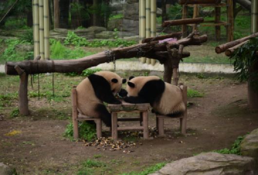 重庆熊猫巴士水陆空一日游【该行程集水、陆、空于一体（坐游船、坐熊猫巴士、高空观景台俯瞰）】