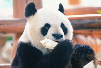 动物园+烟墩角村观海草房赏大天鹅+布鲁维斯号+那香海钻石沙滩【荣成市区各大酒店、高铁站、汽车站上门接送。赠送天鹅粮。】
