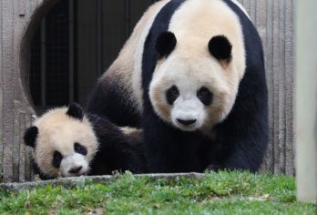 8人内小团◆熊猫谷+都江堰+南桥夜景蓝眼泪纯玩一日游【[品质纯玩]高端品质游/三环内上门接人/不进任何购物店，违约全款退】