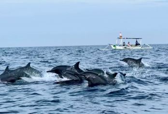 巴厘岛罗威纳追海豚一日游【可选专车海钓漂流火山ATV滑翔伞】【日出时分罗威纳海域，野生精灵追逐嬉戏好不热闹，不想早起的小伙伴也可以选择包船体验感更好】