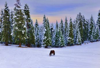 新疆江布拉克一日游【6人小团+市区接送+车辆进入景区】【大巴团：定点集合，成人包含车费+门票，不含区间车，自费项目自愿参加】