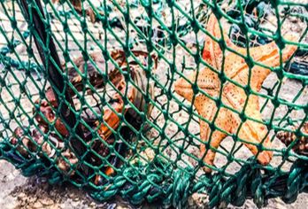 环岛路海滩+帆船一日游【赶海抓虾捕蟹帆船出海升级海鲜大咖锅】【沙滩排球，沙滩放风筝，沙滩撞撞球，滩涂寻找海货】