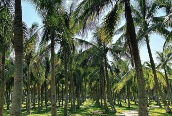 海南海口火山群地质公园+热带野生动物园+潭丰洋火山湿地一日游【景点游玩与车程时间经过精确配比，确保体验深度与舒适度，也可根据需求定制行程。】