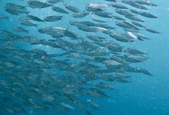 菲律宾杜马盖地出发：奥斯洛布鲸鲨观赏+墨宝沙丁鱼风暴一日游【与鲸鲨共舞，感受海洋的温柔与震撼！】