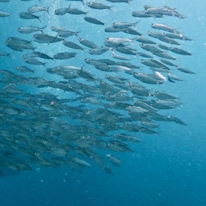 菲律宾杜马盖地出发：奥斯洛布鲸鲨观赏+墨宝沙丁鱼风暴一日游