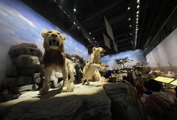 【上海自然博物馆亲子研学】穿越时空长河、感受生命的神奇演变！【[上海自然博物馆亲子研学]自然体验官】