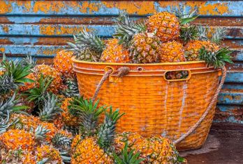 湛江徐闻包车10小时一天游/快速打卡菠萝的海+南极村+合水线【菠萝的海映南极，一路向南醉徐闻。路线定制可咨询客服】