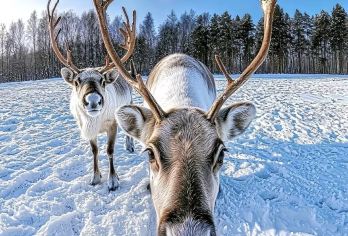 雪乡一日游【包车自由行|车型可选|纯玩无套路】亚布力起止【亚布力西站起止，专车接送，全程无购物无自费，这里蓝天深而高远，空气纯而清新，还可以和傻狍子亲密互动】