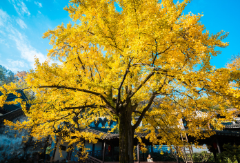 无锡灵山胜境+惠山古镇+寄畅园一日游【无锡市内 环太湖公路】【说走就走的旅行，真正的纯玩无购物无隐形消费，包含用车、可加订专业导游，让您的旅途更精彩！】