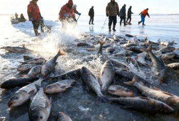 【去冬捕！】吉林长春查干湖冬季捕鱼1日包车（可约中/英司导）【见万尾鲜鱼破冰而出的名场面】