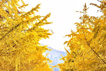 【季节限定】韶关南雄银杏·帽子峰包车一日游【帽子峰旅游景区：森林覆盖率86.6%，秋季银杏金黄，有