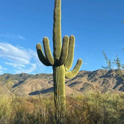 美国凤凰城—巨人柱国家公园：休闲一日游