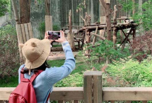 成都熊猫研究基地门票含成都酒店接送服务【近距离接触中国国宝——大熊猫！ 观赏超过100只大熊猫，包括新生熊猫和幼年熊猫 提供成都酒店的接送服务】