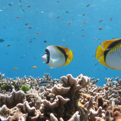 象岛出发一日游：大船Koh Wai+Lao 浮潜 海钓
