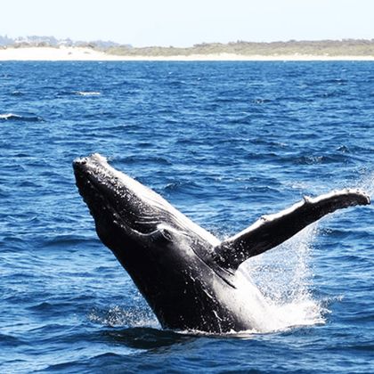 悉尼斯蒂芬斯港观海豚巡游+斯蒂芬港滑沙一日游