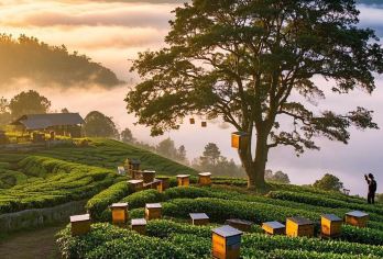 景迈山茶林文化景区+糯干古寨+翁基古寨包车一日游（私家团）【睡醒出发，上门接送，游玩时间自由】