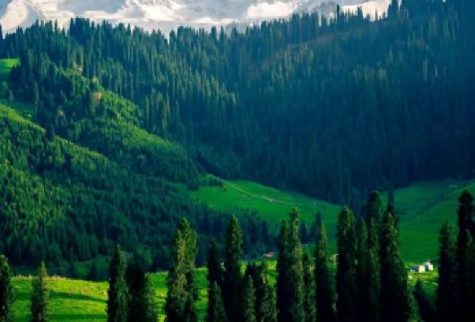 伊犁库尔德宁一日游【6人小团+纯玩无购物+自驾景区】【『小众秘境』：天山深处的森林氧吧，夏日避暑胜地】