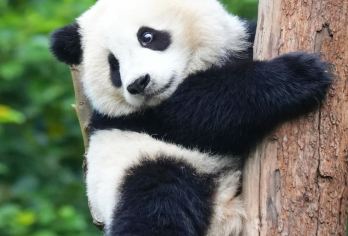 【包车游】成都市内一日游10小时【①单①团/勿多拍/纯玩】【无购物，无隐形消费；自由行，按自己时间出发，不拼车，随时停车打卡。】