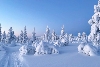 哈尔滨市区出发雪乡一日游+雪乡大雪谷秃顶子山冰雪画廊快速通道【[哈尔滨市区出发当日往返雪乡]不倒车，不换车，不用早起赶火车，不用二次消费火车费用，一天欣赏雪乡美景】
