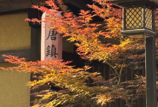 宝鸡：唐镇萌宠/温泉，包车一日游。【三环内接早】【小镇的建筑融合了唐朝的雄浑大气与江南的婉约精致，风格和诗经里类似。 亭台楼阁、小桥流水。】