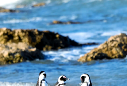 【南非开普敦风光一日游】豪特湾+好望角+西蒙镇包车一日游【半山海景，惬意南非风情】