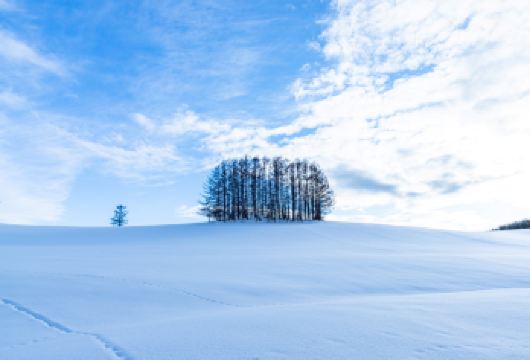 北海道美瑛五大冬季梦幻景点一日游 (札幌出发, 不赶早)【美瑛人气五景｜探访七星之丘、圣诞树与陶瓷之树，串联白须瀑布和白金青池，一次收集经典画面。】
