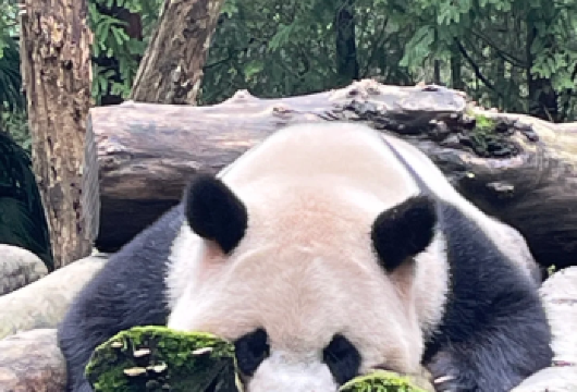 熊猫密码【都江堰中华大熊猫苑一日研学营】【研古法做手作，亲手复刻传统技艺。若你巧手匠心，将获 “古法小匠人” 认证，收获非遗乐趣！】