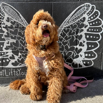 美国亚特兰大-纳什维尔-乡村音乐+墙绘【中文专车-惬意舒适】