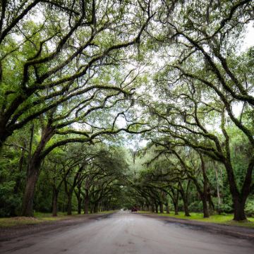 美国亚特兰大+萨凡纳+阿甘正传取景地一日游【中文包车12H】