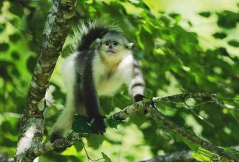 香格里拉塔城滇金丝猴国家公园+达摩祖师洞一日游【小众景点 带您探索深山小精灵】