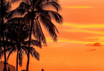 马来沙巴Kawa红树林亚庇一日游【卡瓦/海龟苑/天境/莹河】【寻找野生长鼻猴，夜晚探险童年萤火虫】