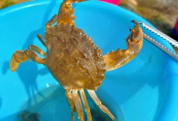 【6人团】崂山赶海+仰口沙滩·环海路+青山渔村/高端品质团【[升级赶海 亲子手选]升级赶海体验，免费提供赶海工具，体验亲手挖嘎啦，抓螃蟹的乐趣!】