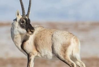 【赠送氧气】可可西里+圣泉+龙凤宫+玉珠峰+昆仑山口野生草原【[拼车纯玩]2-8人小团，随走随停随拍，当天酒店/市区火车站接送，亲子产品，诚信经营】