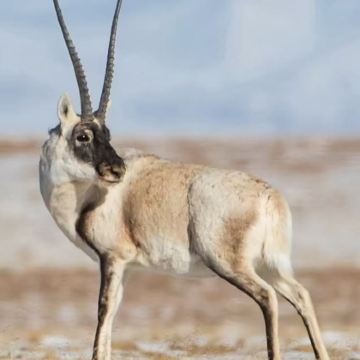 【赠送氧气】可可西里【生命树拍摄地】玉珠峰+昆仑山口野生草原