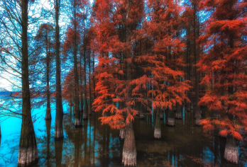 南京江宁佘村＋大泉湖池杉林赏秋露营精选专线【[精品纯玩]真正的纯玩无购物无隐形消费，包含用车，让您的旅途更精彩！】