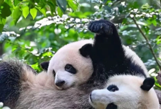 成都大熊猫繁育基地+三星堆博物馆【2-8人团/大团/含门票】【[产品亮点]：1，真纯玩不进购物店，以及隐形购物店；】