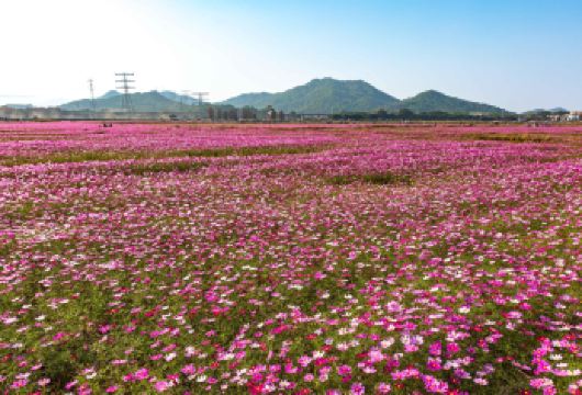 中山影视城+孙中山故居+詹园+崖口村一日活动【包车游上门接送】【私家旅行：一单一团，不拼客，专属旅行； 品质服务：车上门接送，专职司机护航】