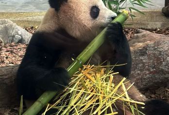 中国四川成都熊猫谷+都江堰景区一日游【成都出发1h直达都江堰小众玩法不挤人，行程自由，想走即走】