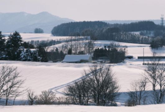 日本北海道旭川美瑛｜白须瀑布｜孤独圣诞树｜札幌往返｜中文专车【尊享一对一高端行程定制，多日豪华包车专属礼遇，专业旅行顾问24小时恭候垂询。】